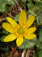 Look out for celendine flowers in spring.